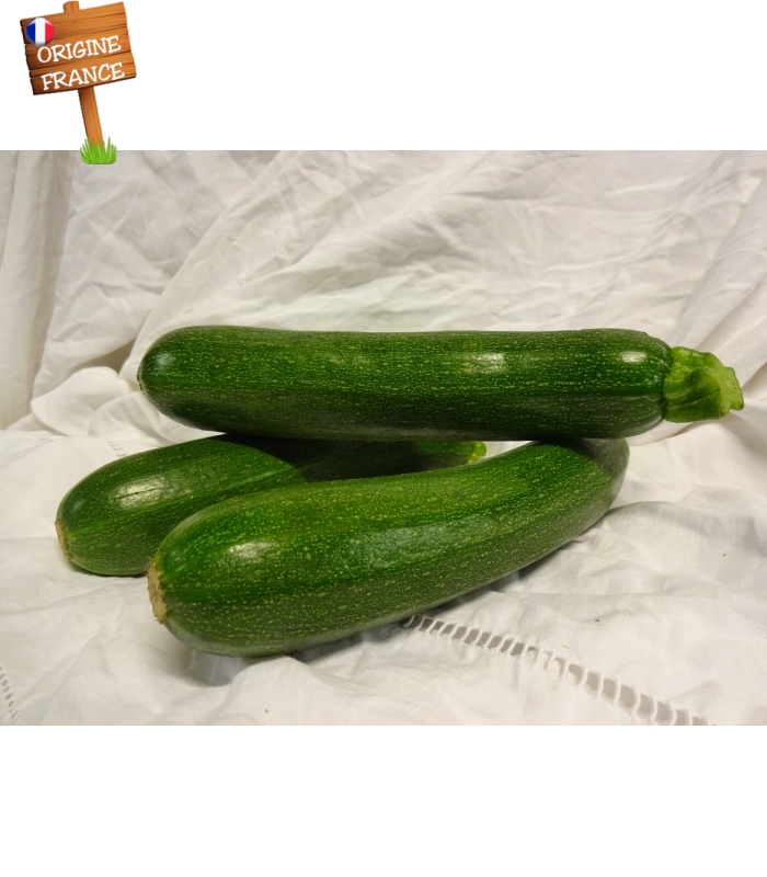 Courgette française - Alberti Fruits